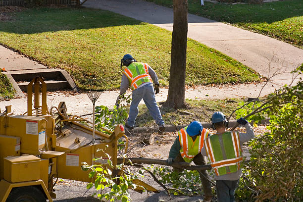 Trusted Sacaton, AZ Tree Service Experts